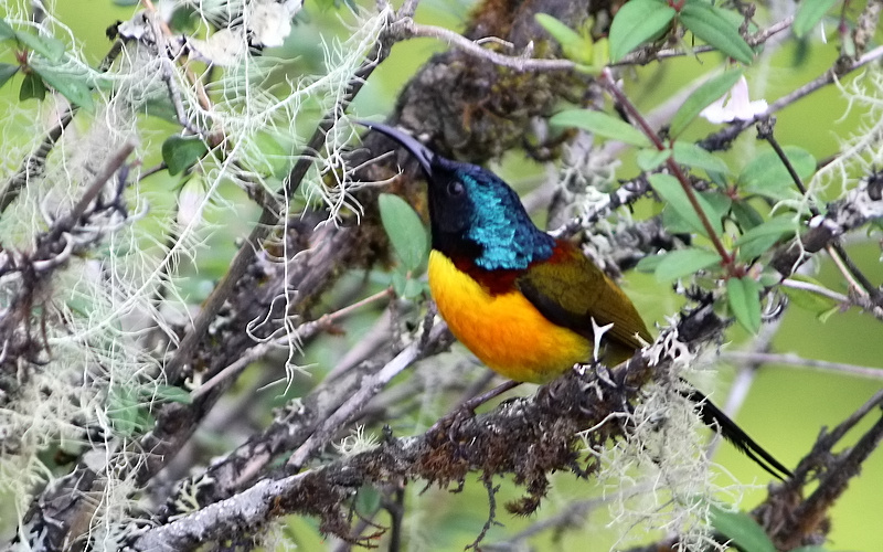 Green-tailed Sunbird